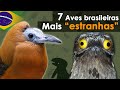 7 AVES mais ESTRANHAS do Brasil - Pássaros BIZZAROS