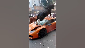 Bull Charges Over Car | Shocking AI-Generated Video! 🚗🐂 #AI #Bull #CarCrash #Veo3"