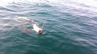 Камчатка . Морская рыбалка .Хет трик .