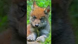 Eurasian Wolf Cub Lounges In French Forest Rare Pup Sighting
