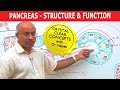 Pancreas - Structure & Function