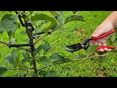 Video: Orezivanje drveća jabuke koja plače: kako orezati jabuku koja plače
