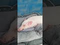 豚ってそんな体勢できたんだ笑