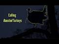 Turkey Calling Tip Calling To Birds In The Tree 