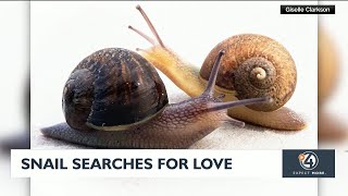 Snail Searches For Love