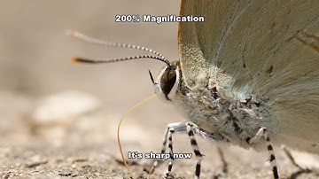 Macro Photography with Panasonic GH5 Focus Bracketing