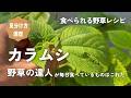 【野草術】野草の達人が最も食べる野草はこれだ!6月食べられる野草レシピ~カラムシの刺身~June edible wild grass recipe”Boehmeria nivea”
