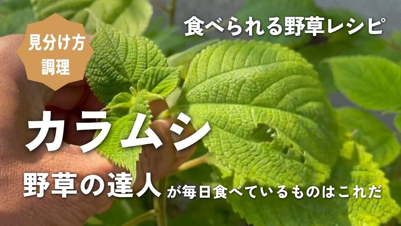 実はすごい草 毛虫がつくので嫌われ者の草 ぽんぽん草 の正式名称知ってる 里山の小さな民泊 朝山家 Top