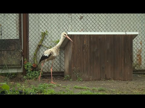 Video: Kaip genėti rojaus paukštį – ar reikia genėti rojaus paukščius