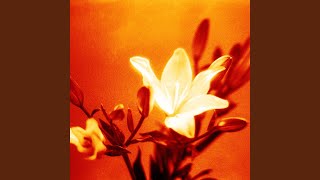 Download lagu Chameleon