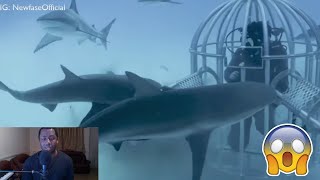 Shark Attack Test - Human Blood vs Fish Blood reaction video