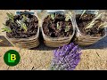 How To Propagate And Grow Lavender From Cuttings