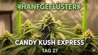 Time lapse Day 27 🌿 Candy Kush Express