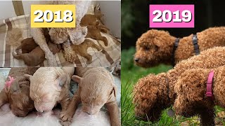 5 Miniature Apricot Poodle Puppies meet their mom after ONE year again