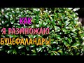 КАК Я РАЗМНОЖАЮ БУЦЕФАЛАНДРЫ