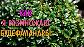 КАК Я РАЗМНОЖАЮ БУЦЕФАЛАНДРЫ