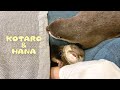 カワウソコタローとハナ　そっと手をおいてくる添い寝の達人　Otter Kotaro&Hana Snuggling Up Next to Daddy