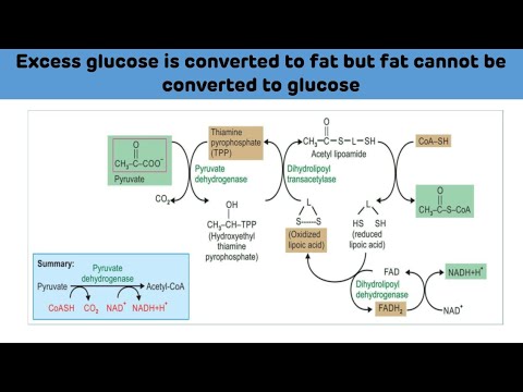 Video: Oferă grăsimea precursori pentru sinteza glucozei?