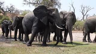 elephants at the watering hole in Botswana