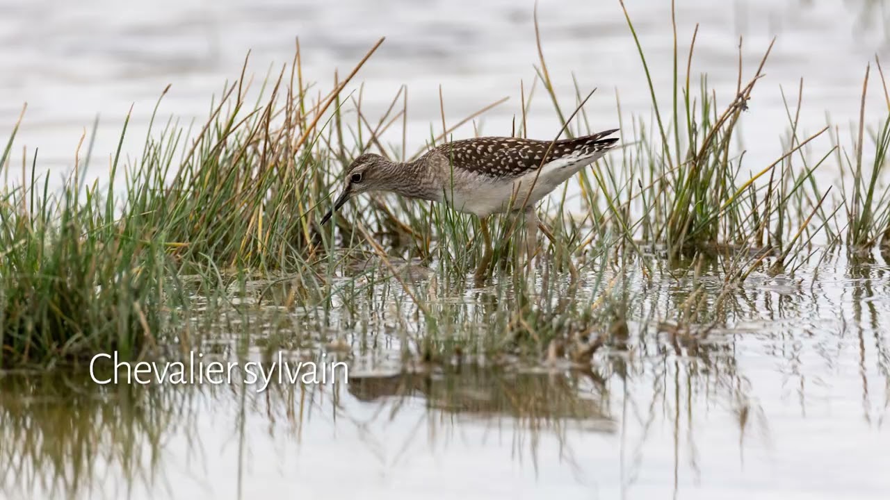 Une journée dans le marais vendéen