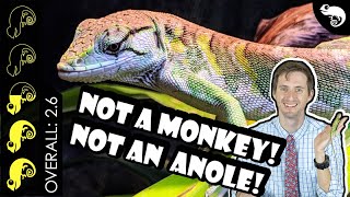 Monkey Anole, The Best Pet Lizard?