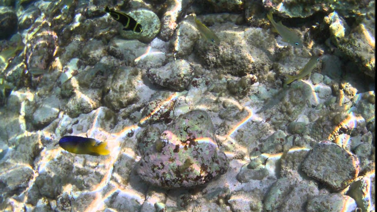 Sea Urchins, The - Please Don't Cry Sea Urchins, The - Please Don't Cry