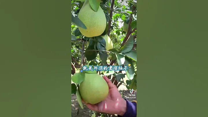 到底文旦挑大還是小？ - 天天要聞