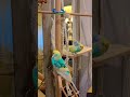 #youtubeshorts #birds #shortvideo #budgies #fypシ #video #vlog #viral #попугай #волнистыйпопугайчики