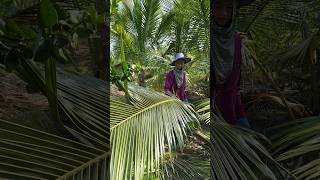 Unique Work! Dwarf Coconut Trees Cutting Skills