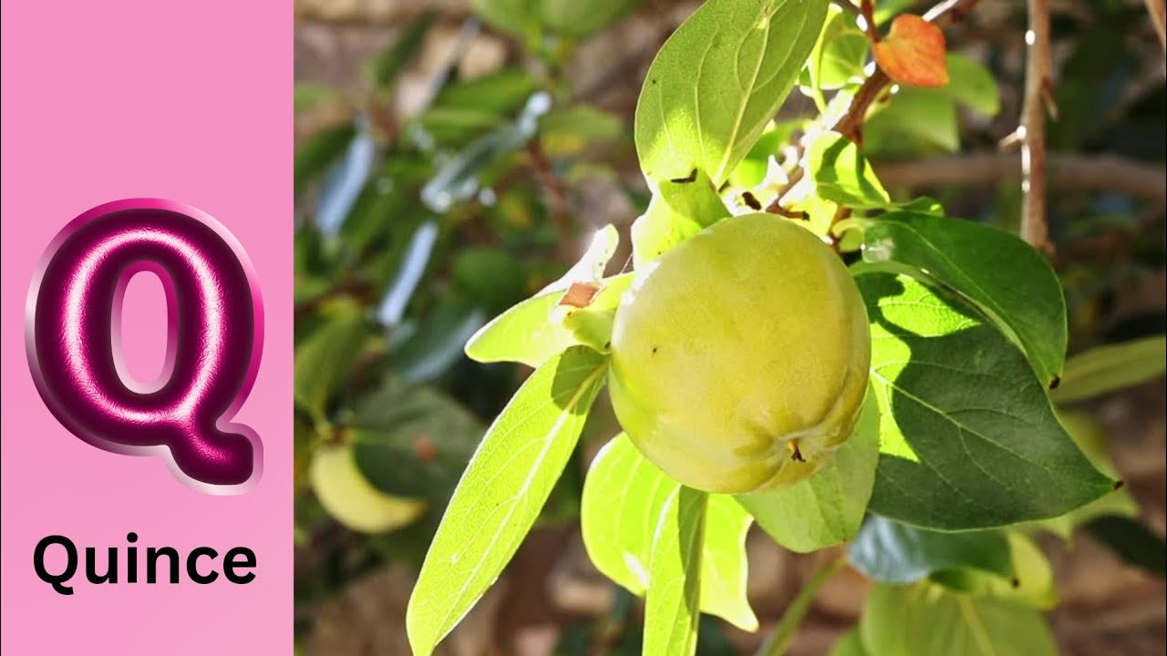 Vegetables ABC Song | Vegetables Alphabet Song | Phonics for Kids | Baby, Alphabet Letters