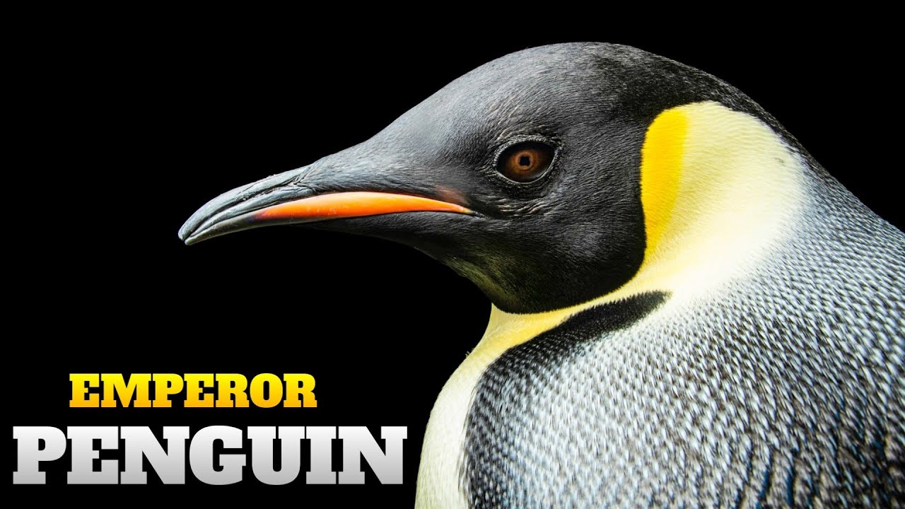 বরফের দেশে (-৭০°C) 😳 পেঙ্গুইনের কঠিন জীবন | Penguin Documentary Bangla