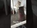 #cat attack