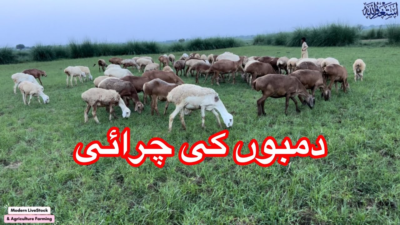 Sheep Farming Update | Modern Sheep Farming | دمبوں کی چرائی