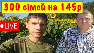 300 Бджолосімей на рамці 145 🐝 Олексій Жорновий ✅