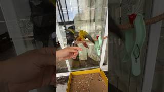 This parrot can follow its owner's hand and perform various tricks. #birds #parrot #parrots #shorts