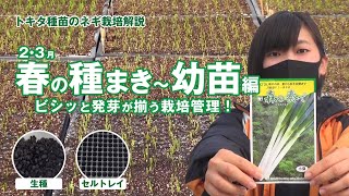 【ネギの種まき・育苗】初心者・家庭菜園・直売出荷　 生種とセルトレイで育苗！ 2・3月播種〜幼苗まで　白ネギ・長ネギ・一本ネギをビシッと発芽を揃えて育苗する栽培管理と作業時間　説明に目次　トキタ種苗