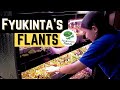 Eco hustle  fyukintas flants and her collection of carnivorous plants  from hobby to business