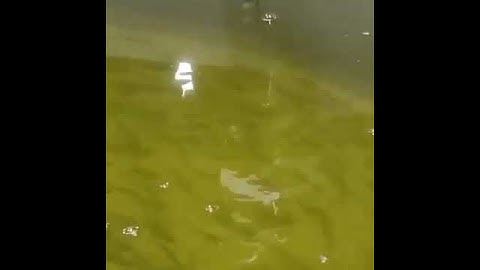 Online Optical Dissolved Oxygen Sensor Rs485 Oxygen Optical Sensor