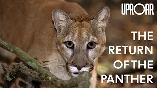 The Return of The Florida Panther