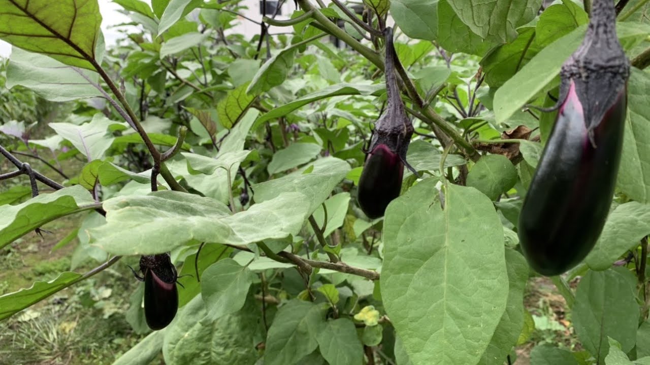How to grow eggplants and fertilizer to grow large eggplants [base