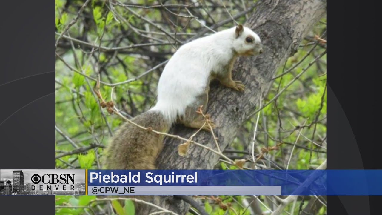 PHOTOS Rare Piebald Squirrel Spotted West Of Denver YouTube