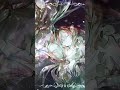 #vocaloid #cover #synthv #ボカロ 君の夜をくれ - 古川本舗