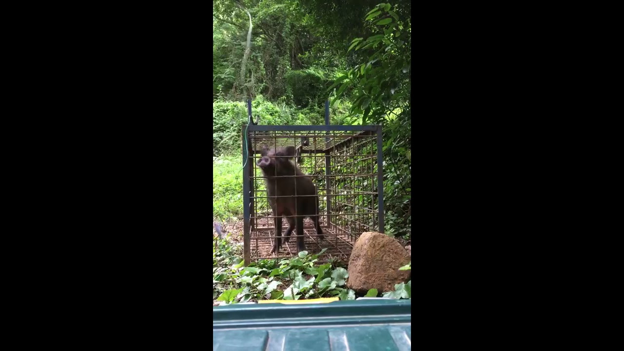 箱罠の止め刺しに大事なこととは ...