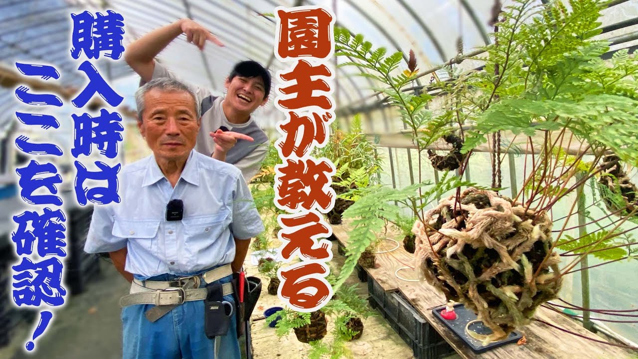 宝塚つりしのぶ園】つりしのぶの良い株の見極め方【市原 誠】 - YouTube