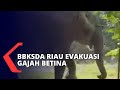 Hanya Sisa 1 Ekor, BBKSDA Riau Evakuasi Gajah Betina