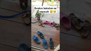 Çok Yaşa Mabel