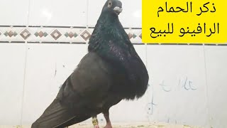 بيع أفضل أنواع الحمام الرافينو في الجزائر