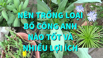 NÊN TRỒNG LOẠI BỒ CÔNG ANH NÀO TỐT VÀ NHIỀU LỢI ÍCH