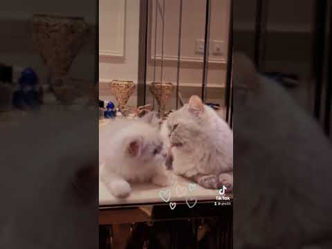 ياللي ملامحك نفس ملامحي تيكتوك