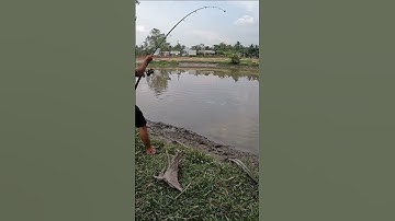 #7 CÂU CÁ THÁC LÁC CƯỜM | CÁ NÀNG 2 | HUỲNH KHOA FISHNG